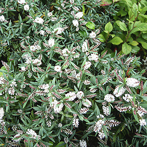 Hebe - 'Broughton Silver' (Hebe)