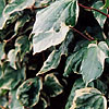 Hedera algeriensis - Gloire de Marengo - Ivy