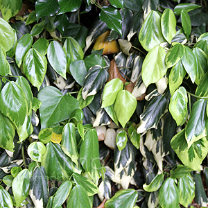 Hedera colchica - Dentata Variegata