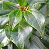 Hedera rhombea - formosana