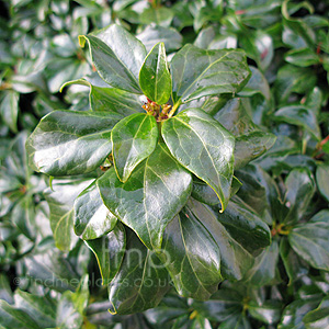 Hedera rhombea - formosana