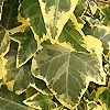 Hedera helix - Goldchild - Ivy, Hedera