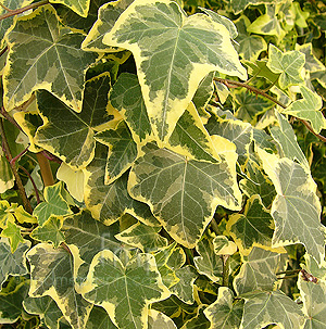 Hedera helix - 'Goldchild' (Ivy, Hedera)