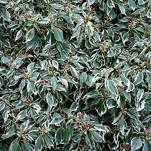 Hedera helix - 'Marginata' (Ivy, Hedera)