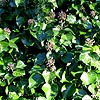 Hedera helix - Minor Marmorata - Ivy, Hedera