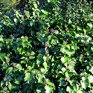 Hedera helix - 'Minor Marmorata' (Ivy, Hedera)