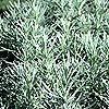Helichrysum angustifolium - Curry Plant