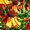 Helenium - Moerheim Beauty - Sneezewort