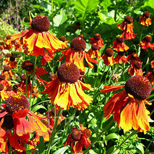 Helenium - 'Moerheim Beauty' (Sneezewort)