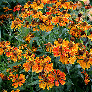 Helenium - 'Waldtraut' (Sneezewort)