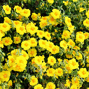 Helianthemum Ben Fhada (Rock Rose)