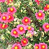 Helianthemum Ben Ledi - Rock Rose