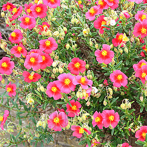 Helianthemum Ben Ledi (Rock Rose)