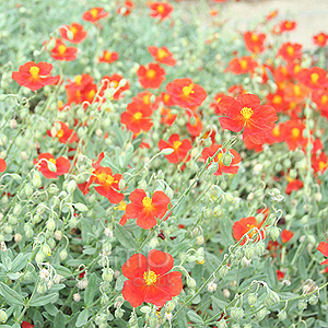 Helianthemum chocolate blotch (Rock Rose)