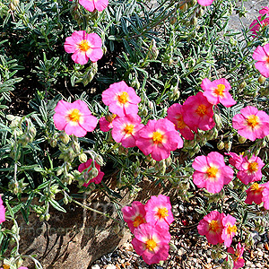 Helianthemum Georgeham