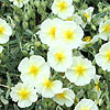 Helianthemum The Bride - Rock Rose