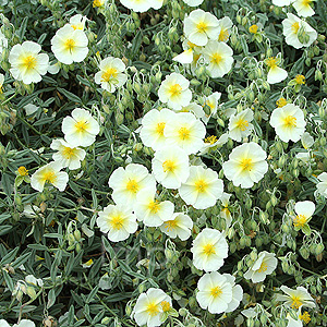 Helianthemum The Bride (Rock Rose)