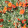 Helianthemum Welsh Flame - Rock Rose