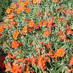 Helianthemum Welsh Flame (Rock Rose)