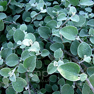 Helichrysum petiolare (Helichrysum)