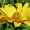 Heliopsis helianthoides - Scabra