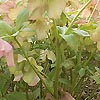Helleborus orientalis - Christmas Rose
