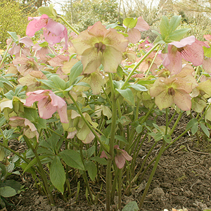 Helleborus orientalis (Christmas Rose)