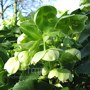 Helleborus argutifolius (Corsican Hellebore, Helleborus)