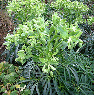 Helleborus feotidus (Stinking Hellebore,  Helleborus)