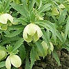 Helleborus multifidus - Hellebore, Helleborus