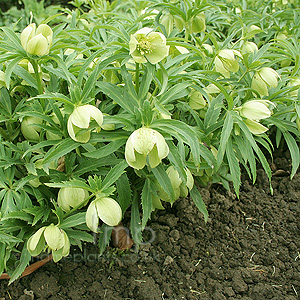 Helleborus multifidus (Hellebore, Helleborus)