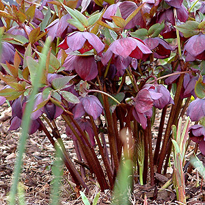 Helleborus x hybridus - 'Queen of the Night' (Lenten Rose, Hellebore)