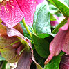 Helleborus orientalis - Red Lady - Helleborus, Orientalis hybrid hellebore