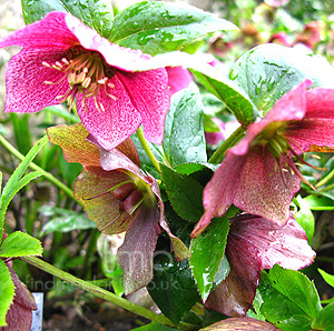 Helleborus orientalis - 'Red Lady' (Helleborus, Orientalis Hybrid Hellebore)