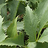 Helleborus argutifolius - Silver Lace - Hellebore, Helleborus