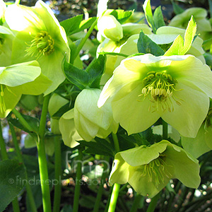 Helleborus X hybridus (Hybrid Hellebore, Helleborus)