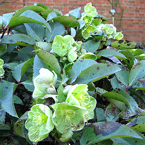 Helleborus X sternii (Hellebore, Helleborus)