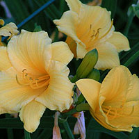 Hemerocallis - Stella d'Oro' (Day Lily)
