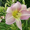 Hemerocallis - Catherine Woodberry - Daylily