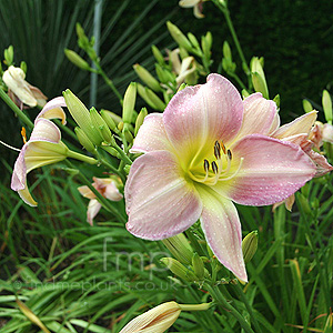 Hemerocallis - 'Catherine Woodberry' (Daylily)