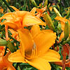 Hemerocallis - Alan - Day Lily