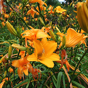 Hemerocallis - 'Alan' (Day Lily)