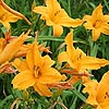 Hemerocallis - Burning Daylight - Day Lily