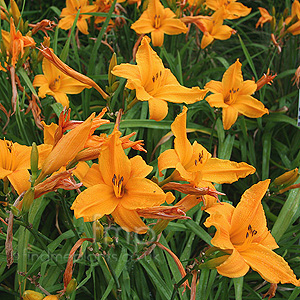 Hemerocallis - 'Burning Daylight' (Day Lily)