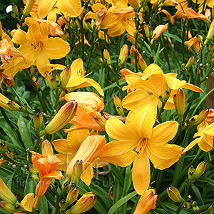 Hemerocallis - 'Cartwheels'