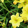 Hemerocallis - Green Flutter - Day Lily