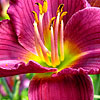 Hemerocallis - click for full details