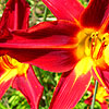 Hemerocallis - click for full details