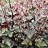 Heuchera - Chocolate Ruffles