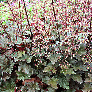 Heuchera - 'Chocolate Ruffles'